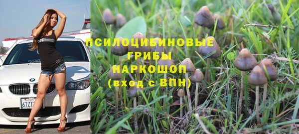 прущие грибы Елабуга